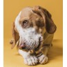 3 KG NUTRIPLUS PERROS ADULTO POLLO