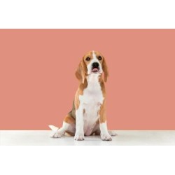 3 KG NUTRIPLUS PERROS ADULTO SALMON