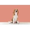 3 KG NUTRIPLUS PERROS ADULTO SALMON