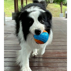 PELOTA MOLAR
