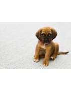PERRO