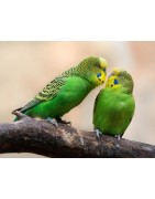 Productos para Pájaros en Barcelona | Jaulas, Comida y Accesorios - Huellas y Sonrisas